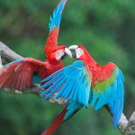 Dia Dos Namorados Macaws