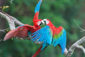 Dia Dos Namorados Macaws