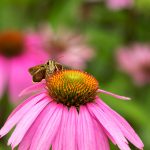 Echinacea Butterfly