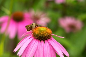 Echinacea Butterfly