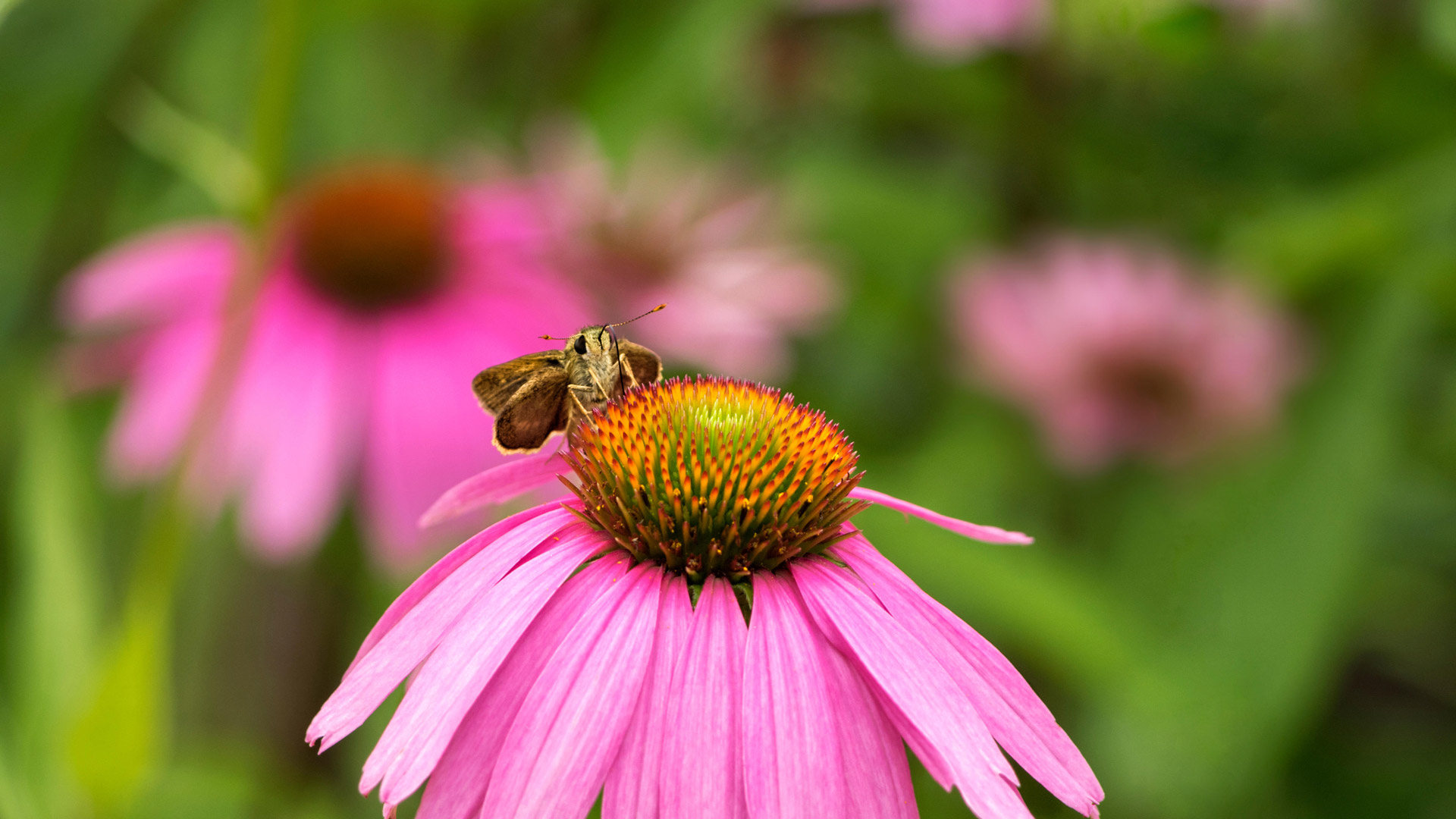 Echinacea Butterfly
