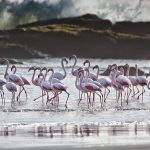 Flamingos Namibia