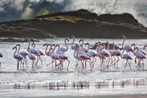 Flamingos Namibia