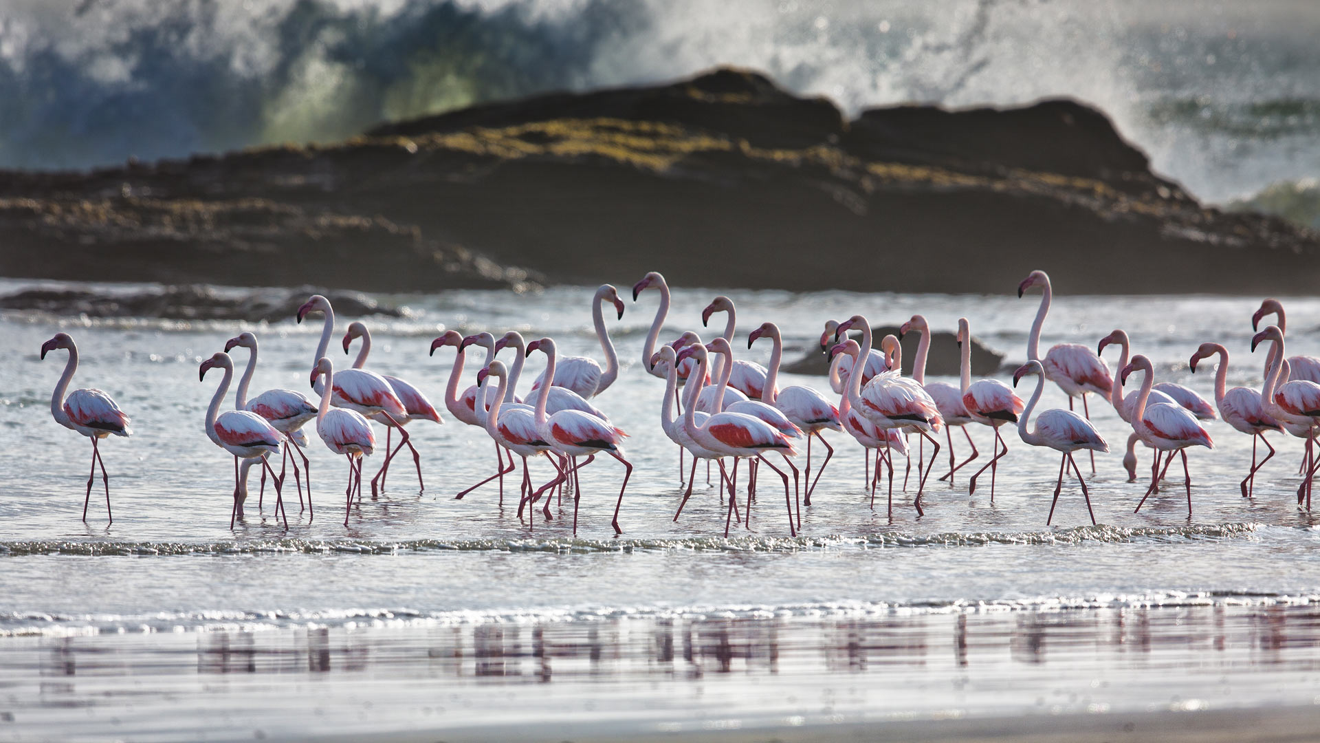 Flamingos Namibia