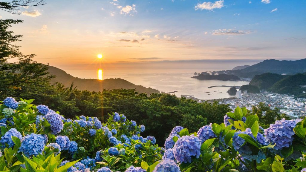 Hydrangea2025