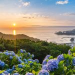Hydrangea2025