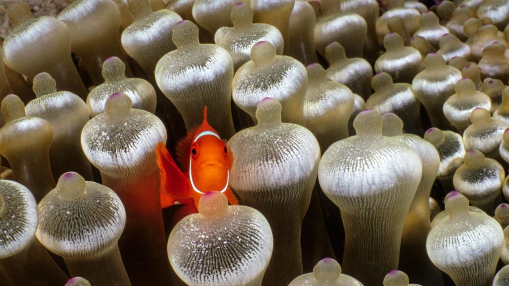 Maroon Clownfish