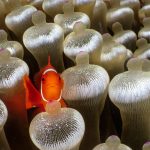 Maroon Clownfish