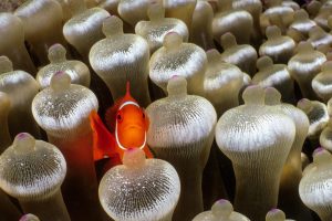 Maroon Clownfish
