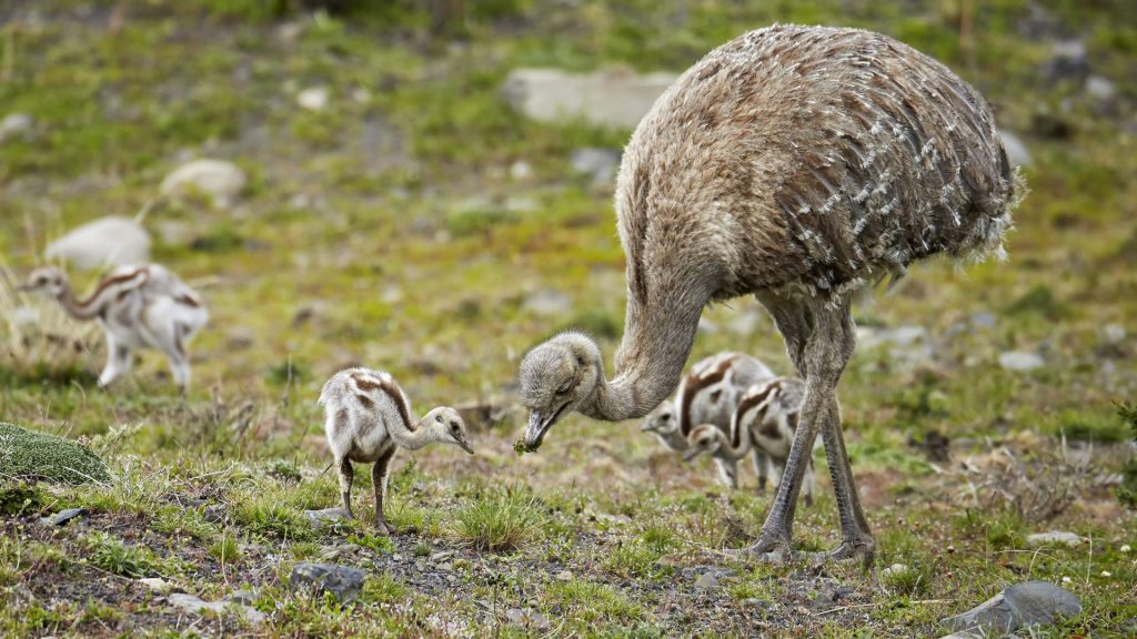 Rhea Dad