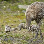 Rhea Dad