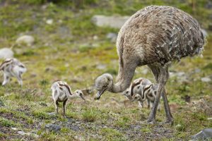 Rhea Dad
