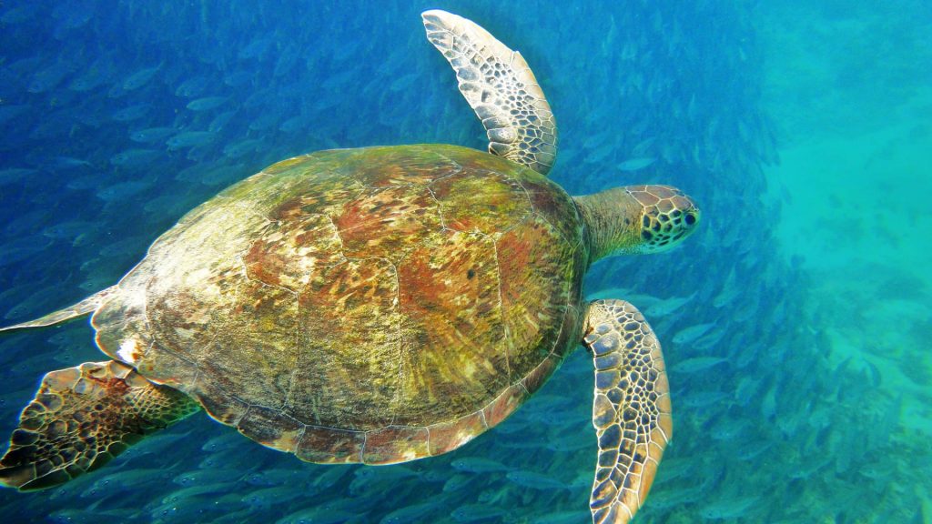 Sea Turtle Brazil