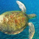 Sea Turtle Brazil