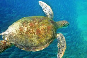 Sea Turtle Brazil