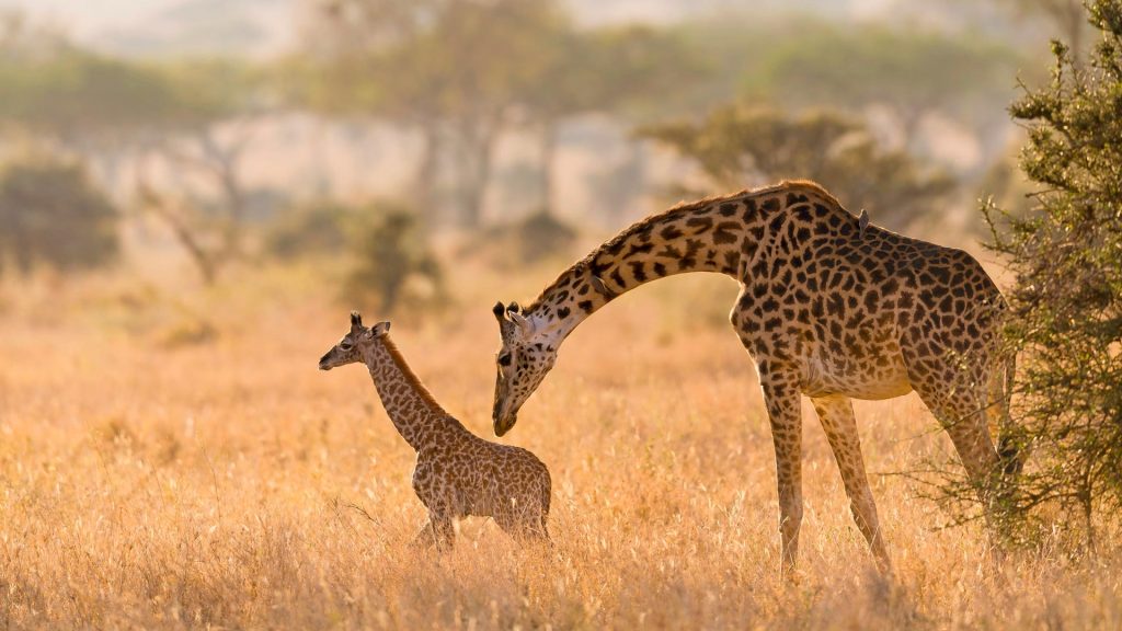 Serengeti Giraffe