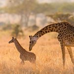 Serengeti Giraffe
