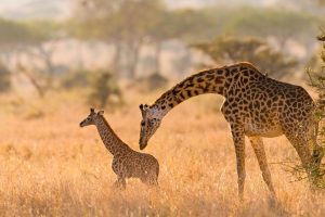 Serengeti Giraffe