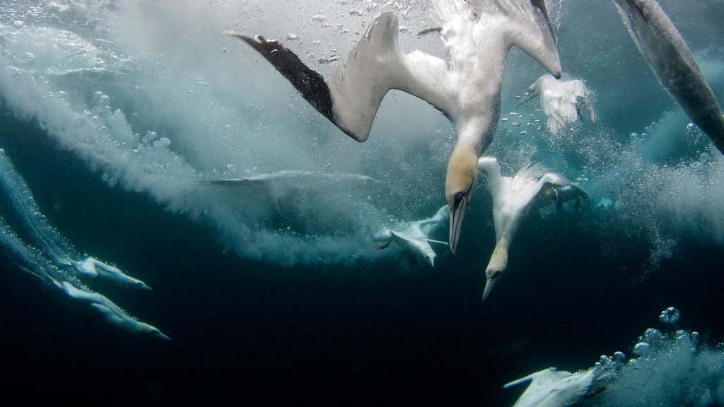 Shetland Gannets