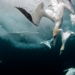 Shetland Gannets