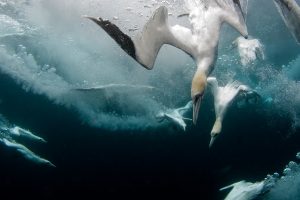 Shetland Gannets