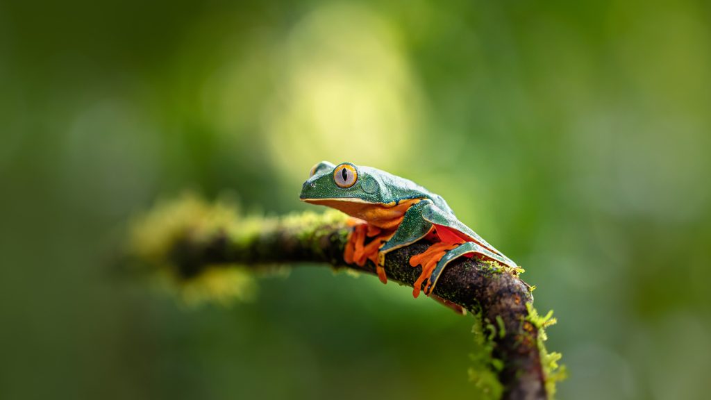 Splendid Frog