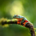 Splendid Frog