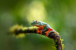 Splendid Frog