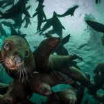 Stellar Sea Lions