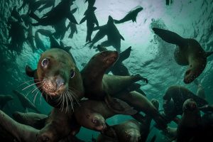 Stellar Sea Lions