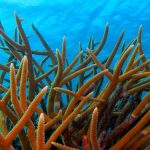 Acropora Reef