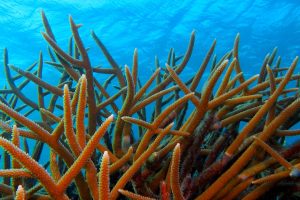 Acropora Reef