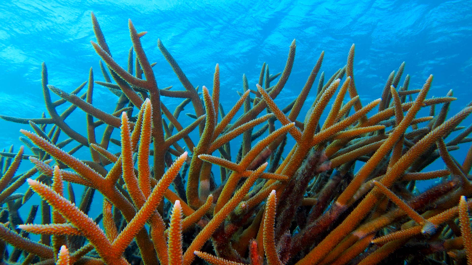 Acropora Reef