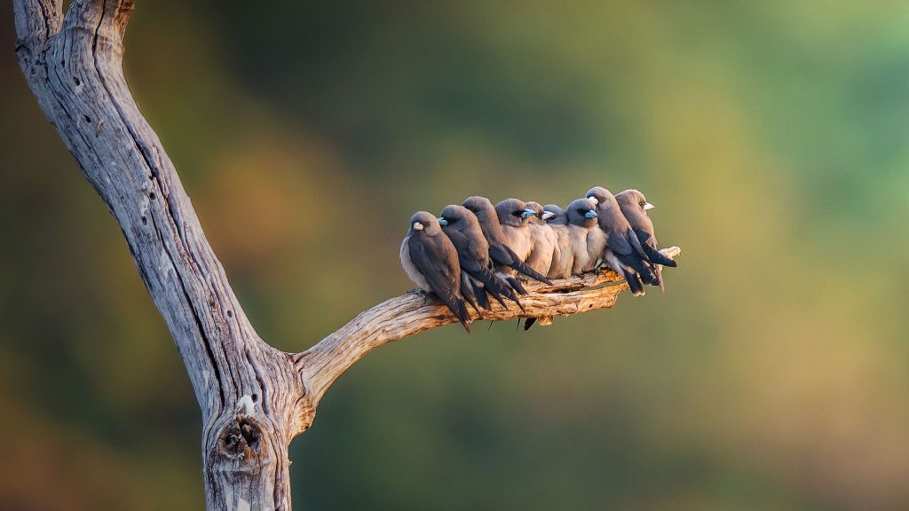 Ashy Woodswallow
