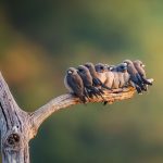 Ashy Woodswallow