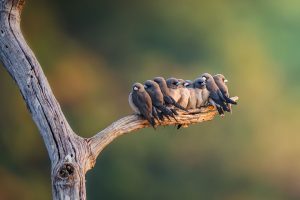 Ashy Woodswallow