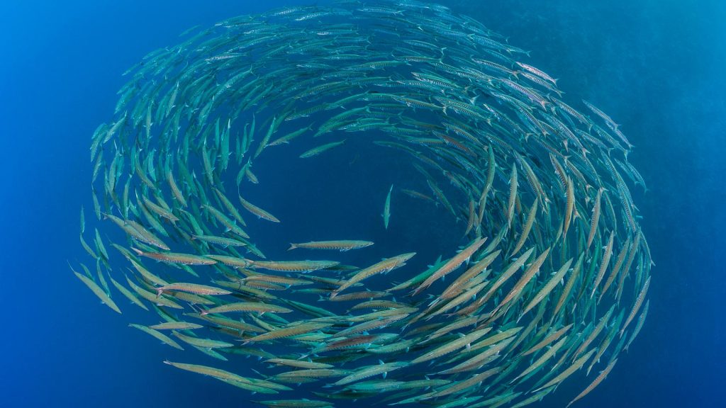 Blackfin Barracuda
