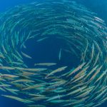 Blackfin Barracuda