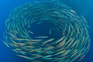 Blackfin Barracuda