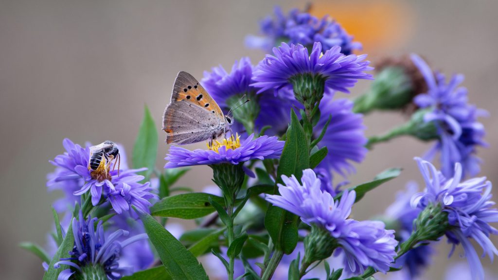 Butterfly Purple Flower