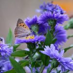 Butterfly Purple Flower