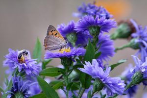 Butterfly Purple Flower