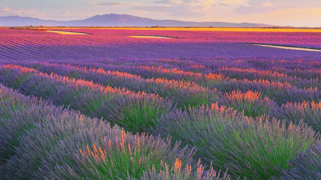 France Lavender