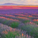 France Lavender