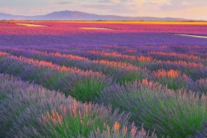 France Lavender