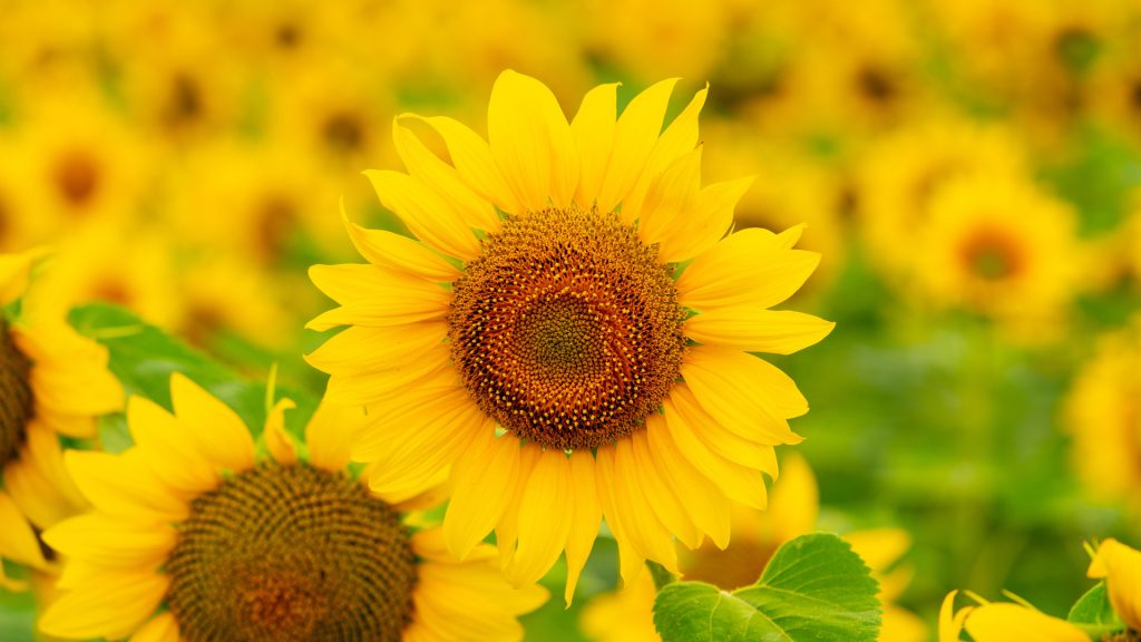 Happy Sunflower