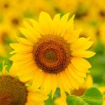 Happy Sunflower