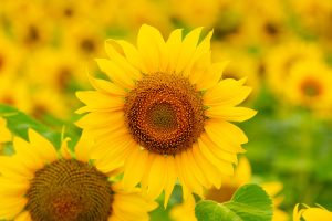 Happy Sunflower