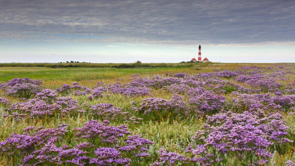 Lavender Westerhever