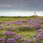 Lavender Westerhever